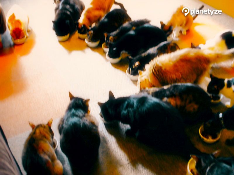 Neko no Iru Kyukeisho Ni-Kyu-Kyu (Cat Café 299) 