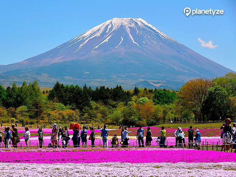 Shibazakura Festival (Moss Pink)