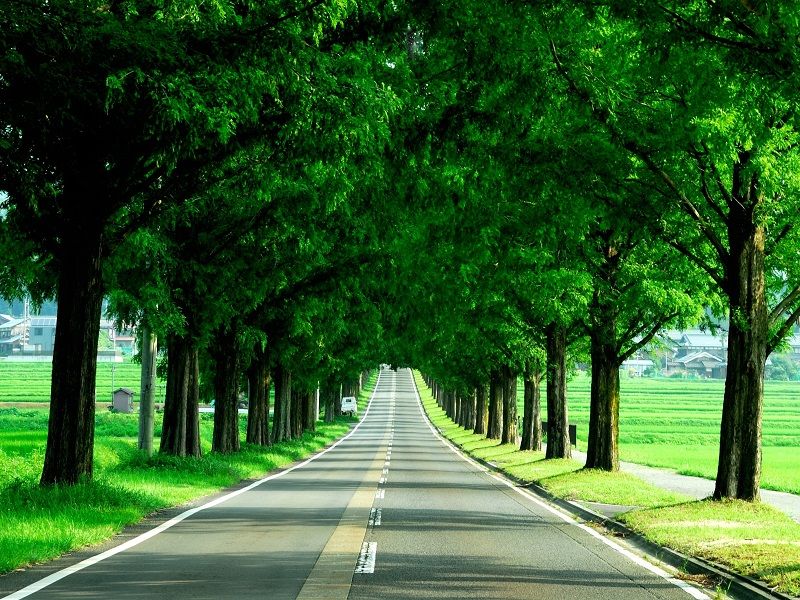 神戶水杉並木大道