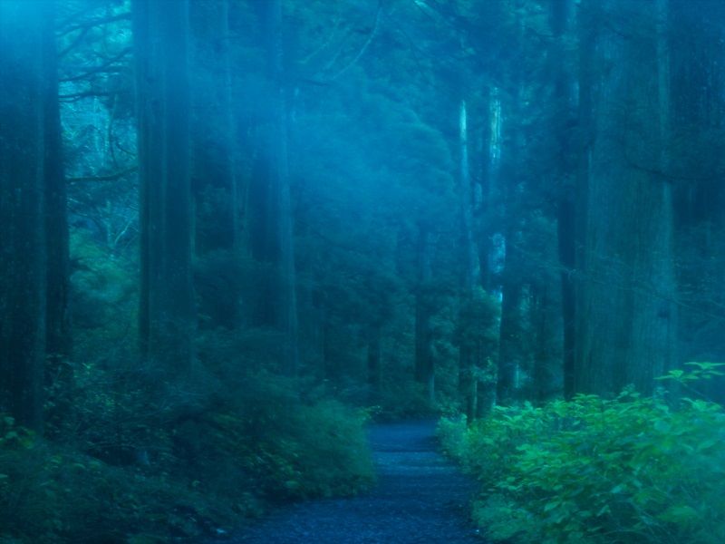 箱根旧街道杉木林道