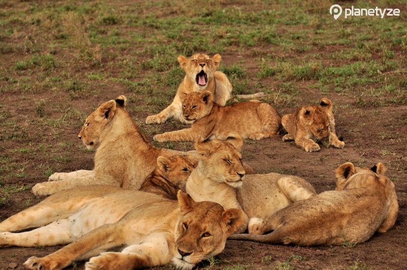 Ndutu Area (Ngorongoro Conservation Area)