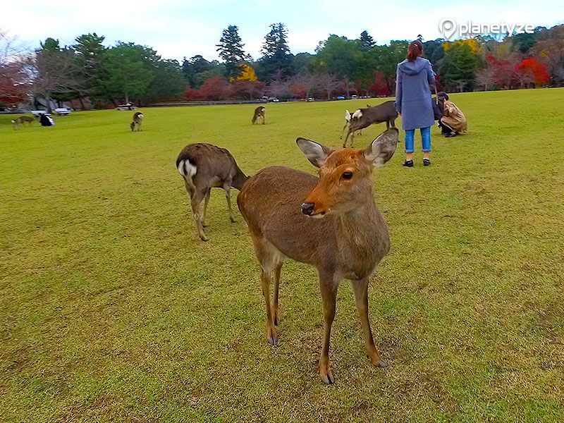 Nara Park