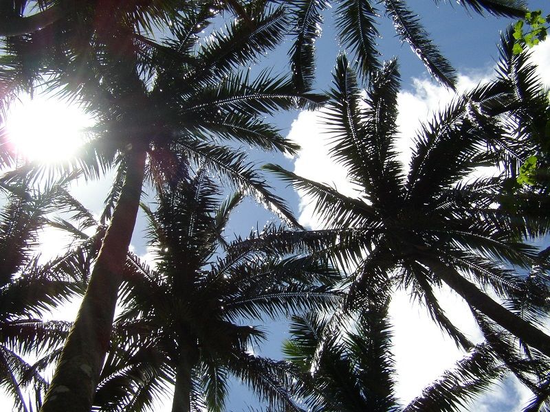 米原ヤエヤマヤシ群落