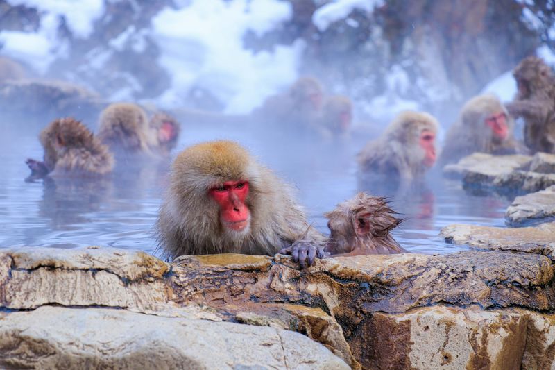 地獄谷野猿公苑