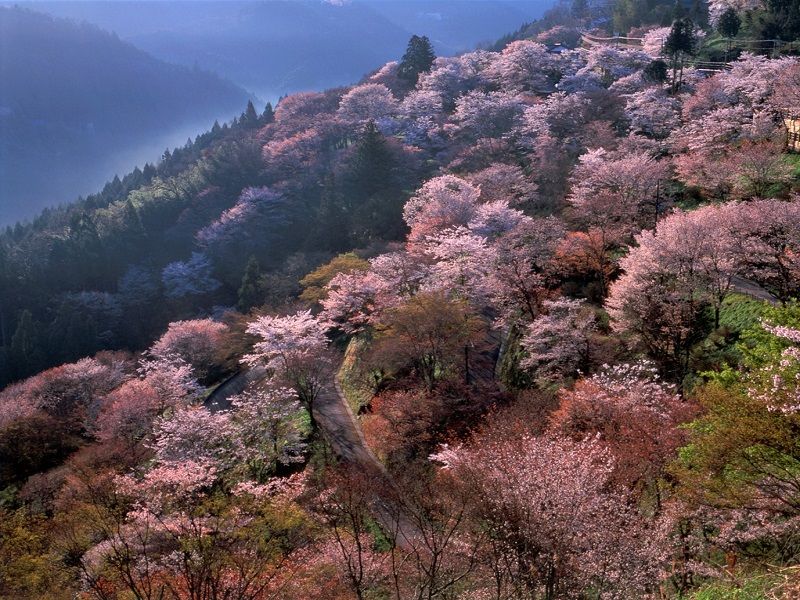 Mt. Yoshino