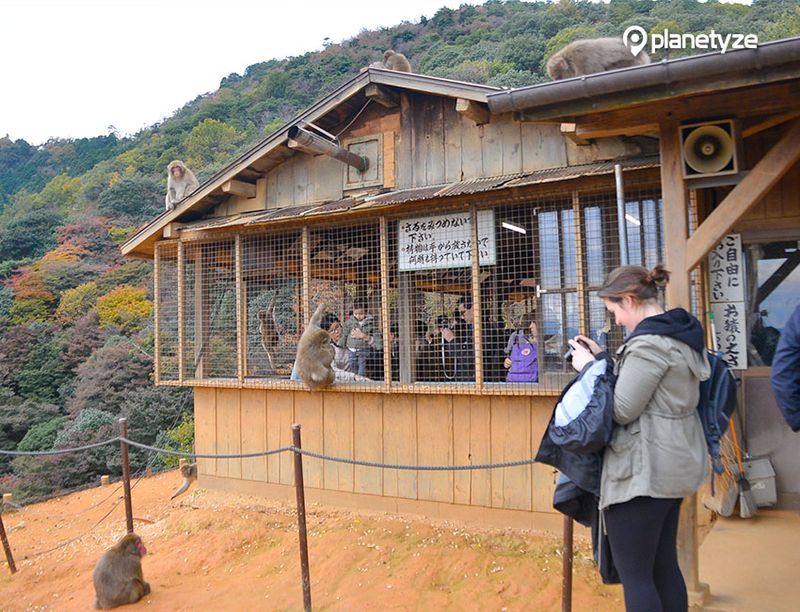 嵐山モンキーパーク　いわたやま