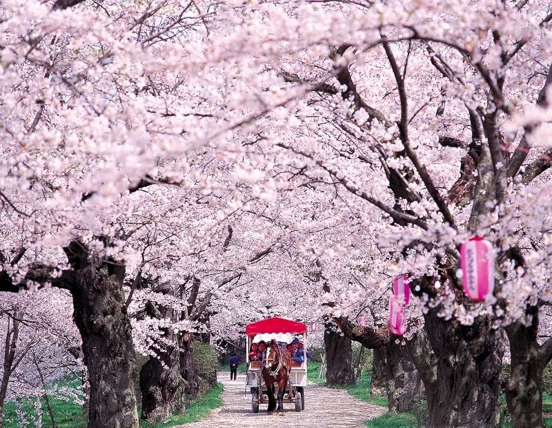 北上展勝地さくらまつり