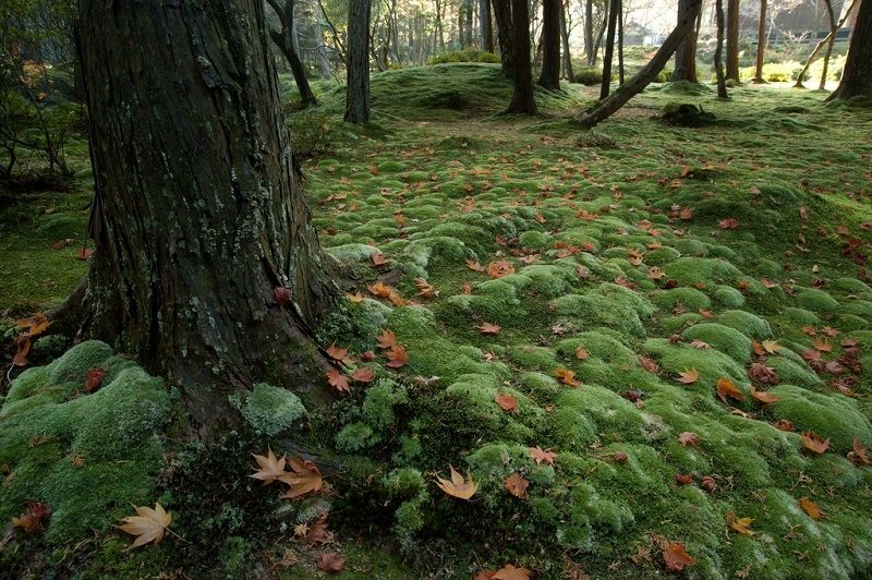 Saiho-ji Temple (Koke-dera)