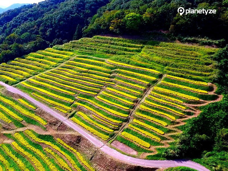 Ogura Senmaida (Terraced Rice Fields)