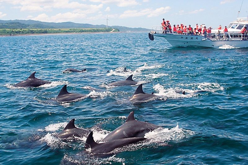 Kazusa Dolphin Watching 
