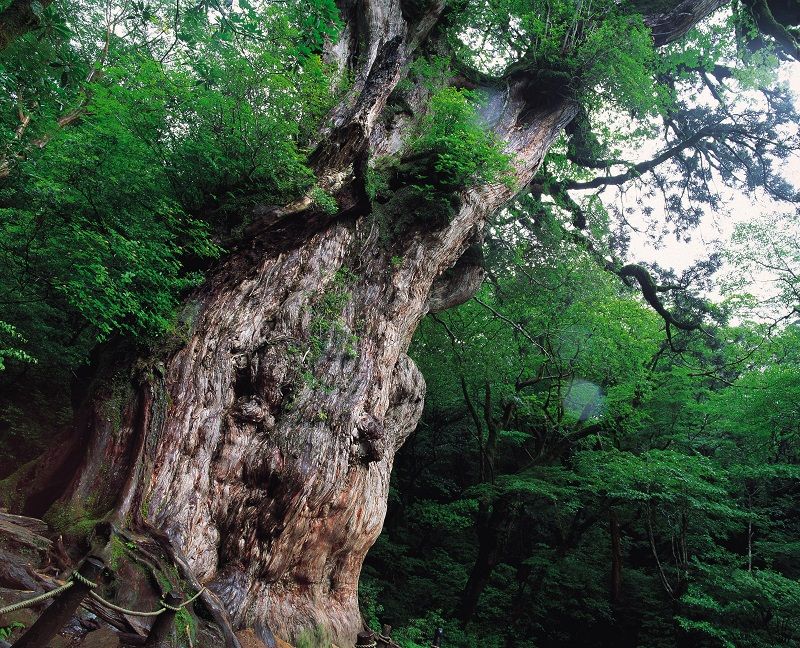Yakushima Island
