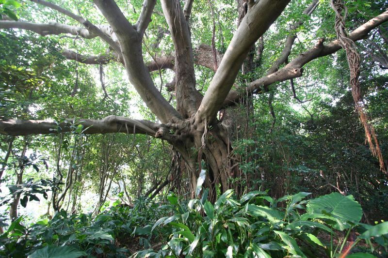 Shitoko Gajumaru Banyan Garden