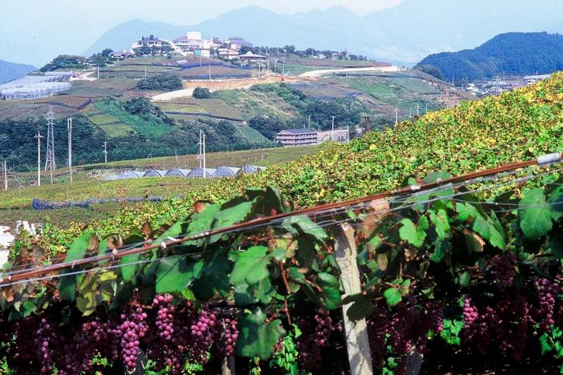 Koshu City Katsunuma Budo-no-Oka Wine Center