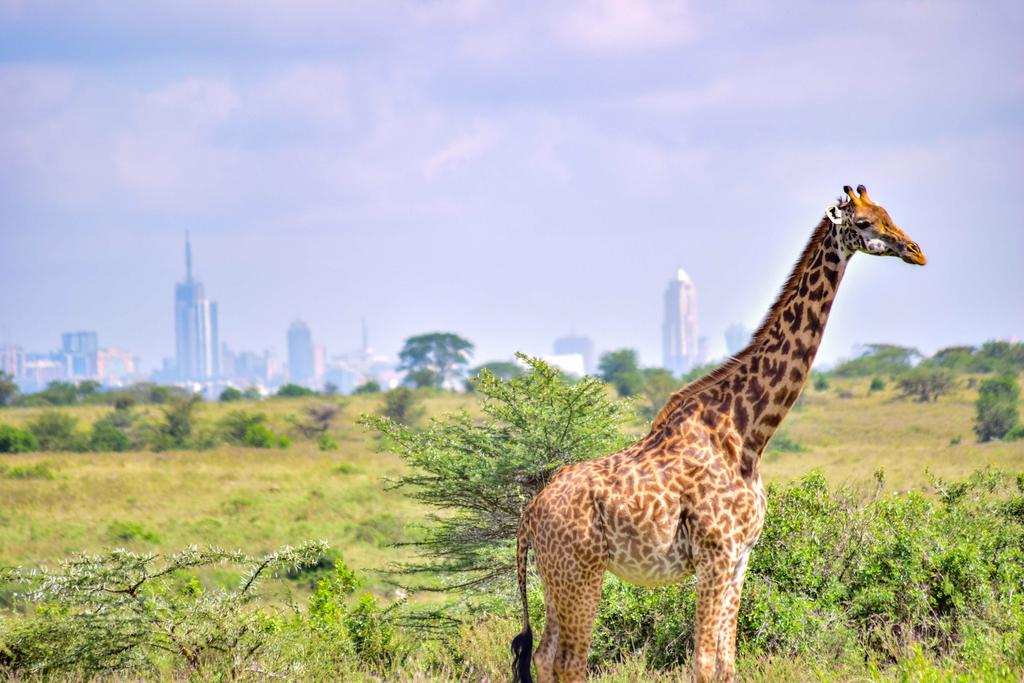 Things to Do in Nairobi: A Calm, Local Guide to the City's Best ...