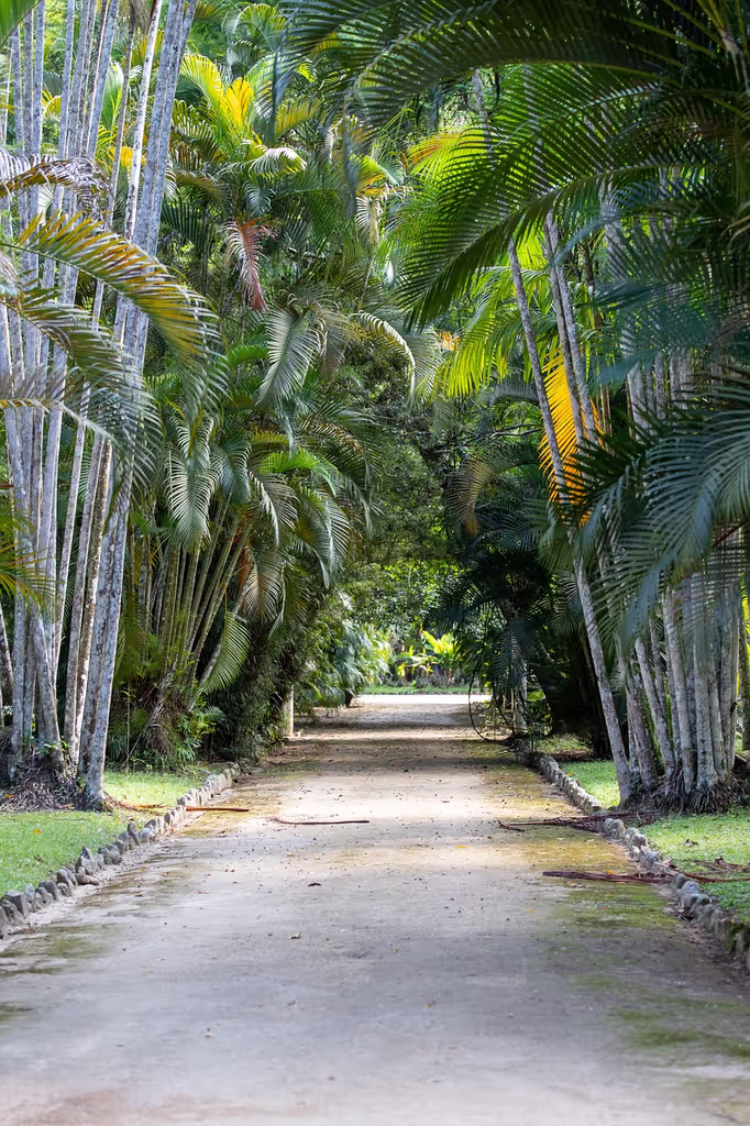 A palm tree covered walkway in Rio De Janeiro