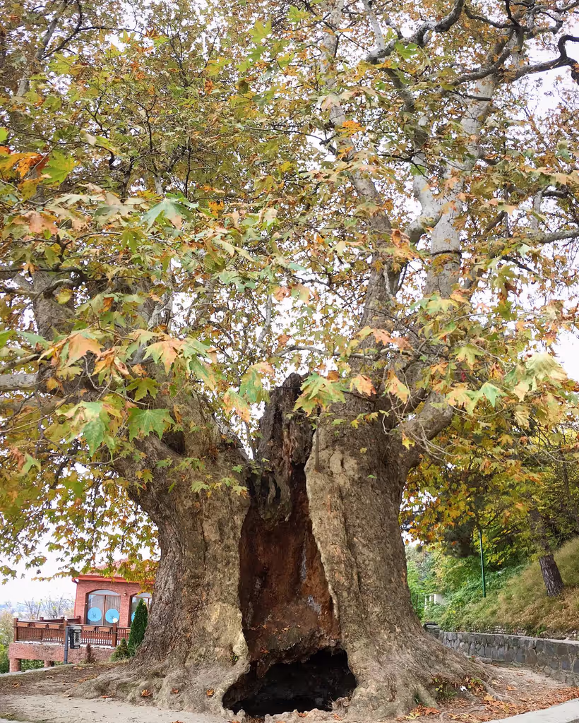 Tbilisi Private Tour - 