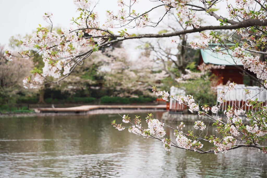 Kamakura Private Tour - Cherry Blossoms at Hachimangu (2025)