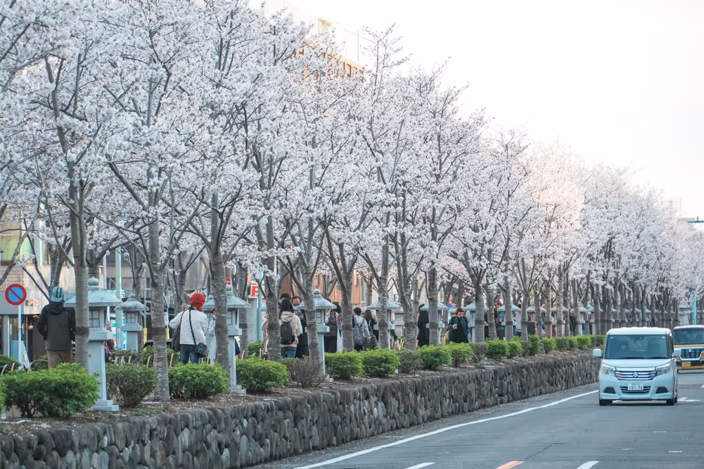 Kamakura Private Tour - cCherry Blossoms at Dankazura (2025)4