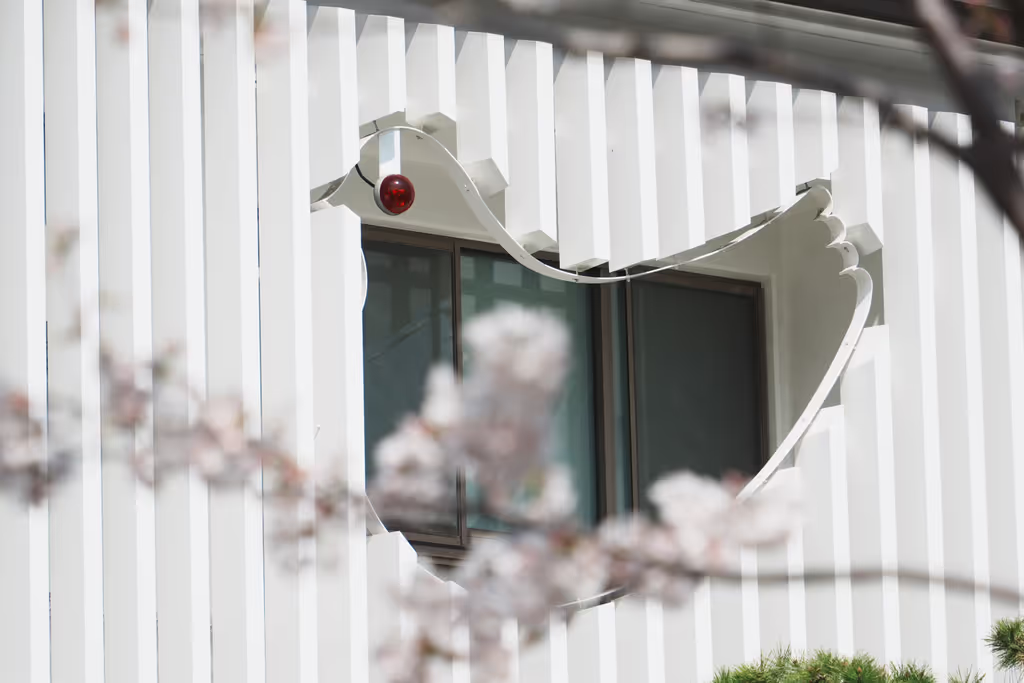Kamakura Private Tour - Cherry Blossoms at Dankazura (2025)2