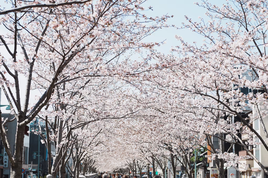 Kamakura Private Tour - Cherry Blossoms at Dankazura (2025)