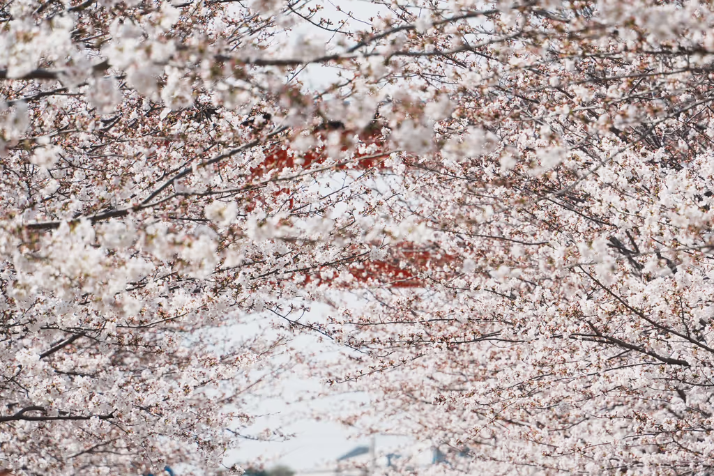 Kamakura Private Tour - Cherry Blossoms at Dankazura (2025)3