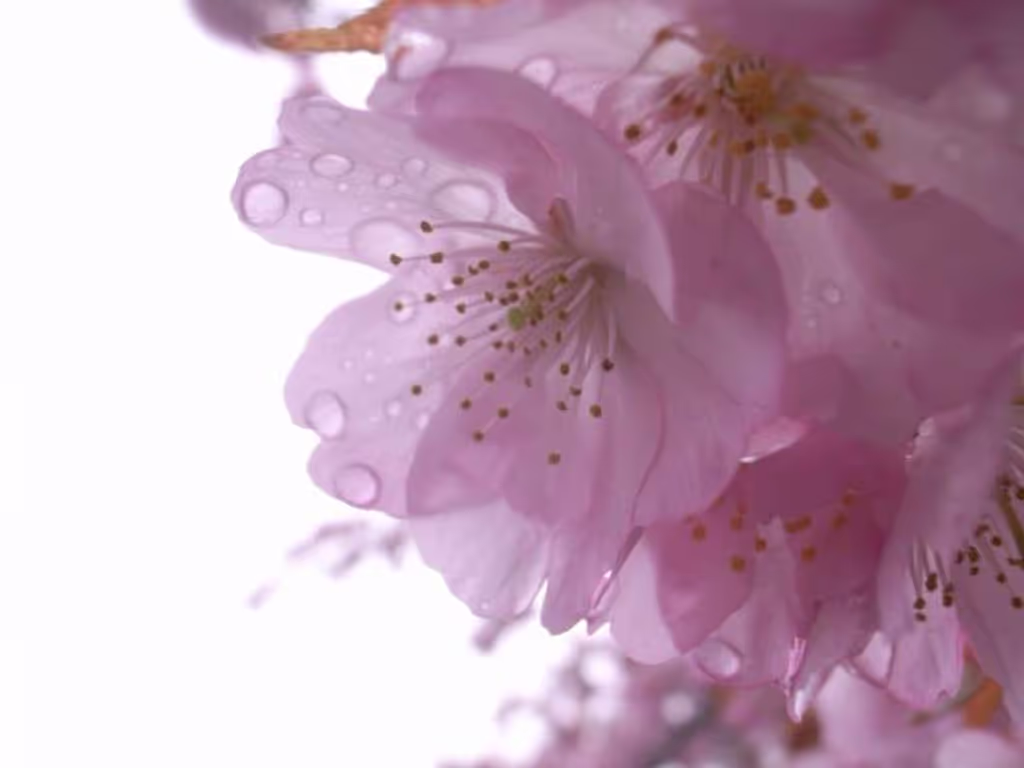 Tokyo Private Tour - 櫻花