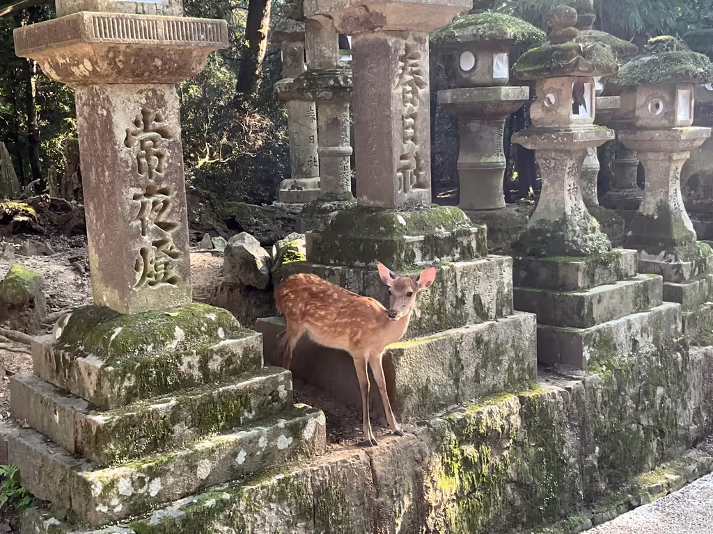Nara Private Tour - 