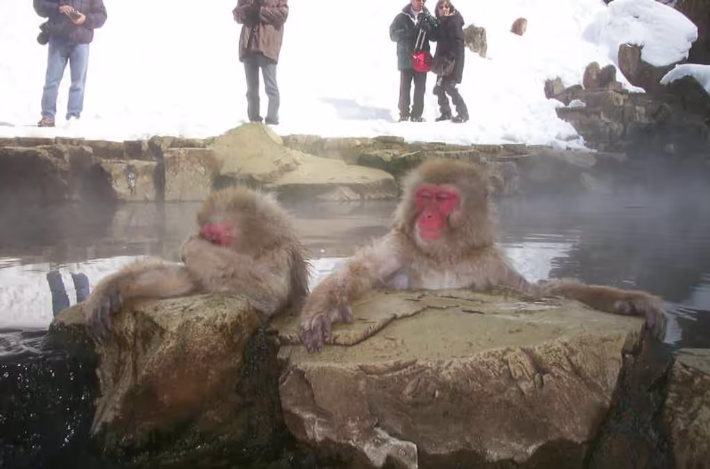 Nagano Private Tour - Snow Monkey Park (Jigokudani, Yudanaka)