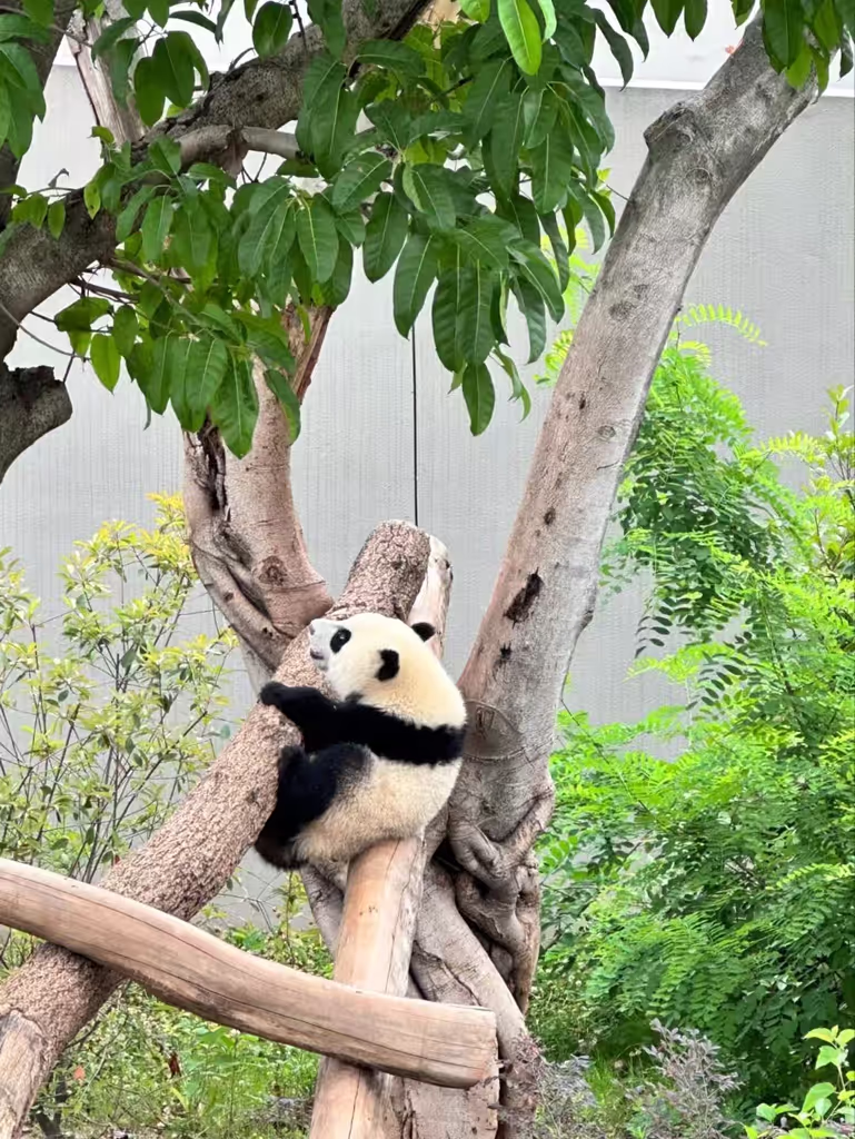 Chengdu Private Tour - 