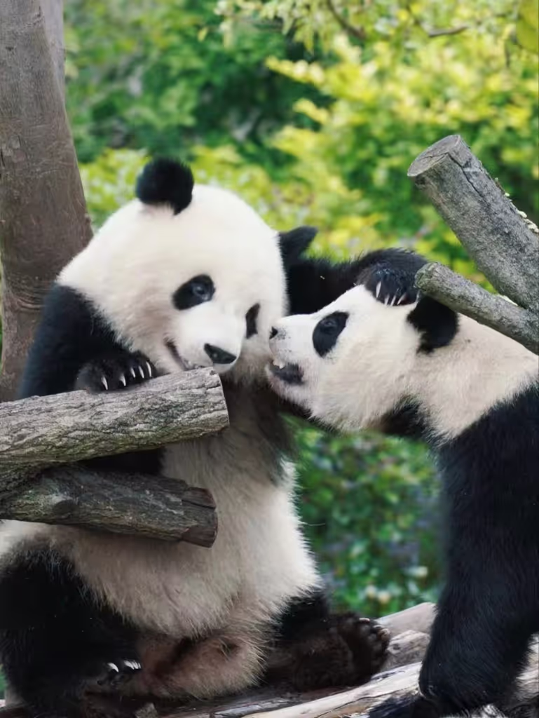 Chengdu Private Tour - 