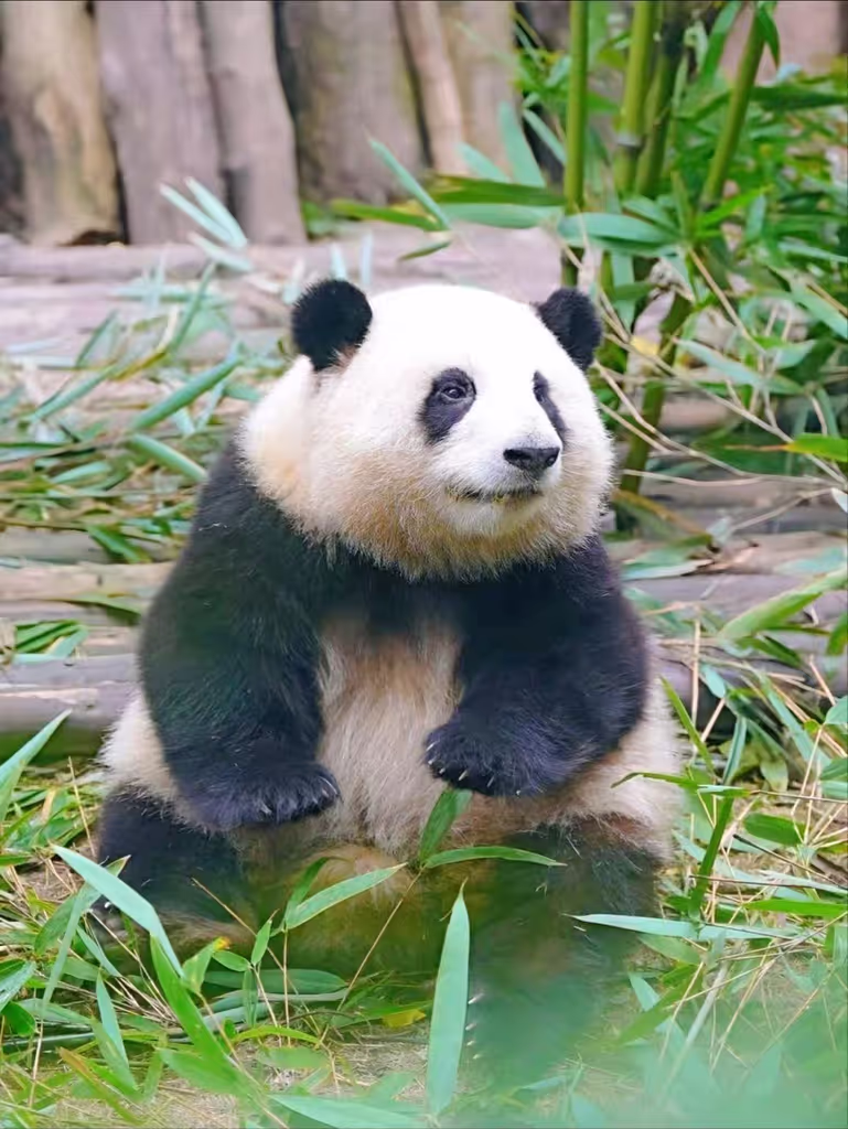 Chengdu Private Tour - 