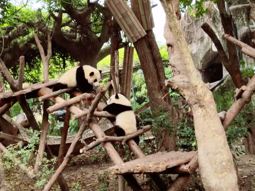 Chengdu Private Tour - Playful Panda Cubs | Panda Kindergarten