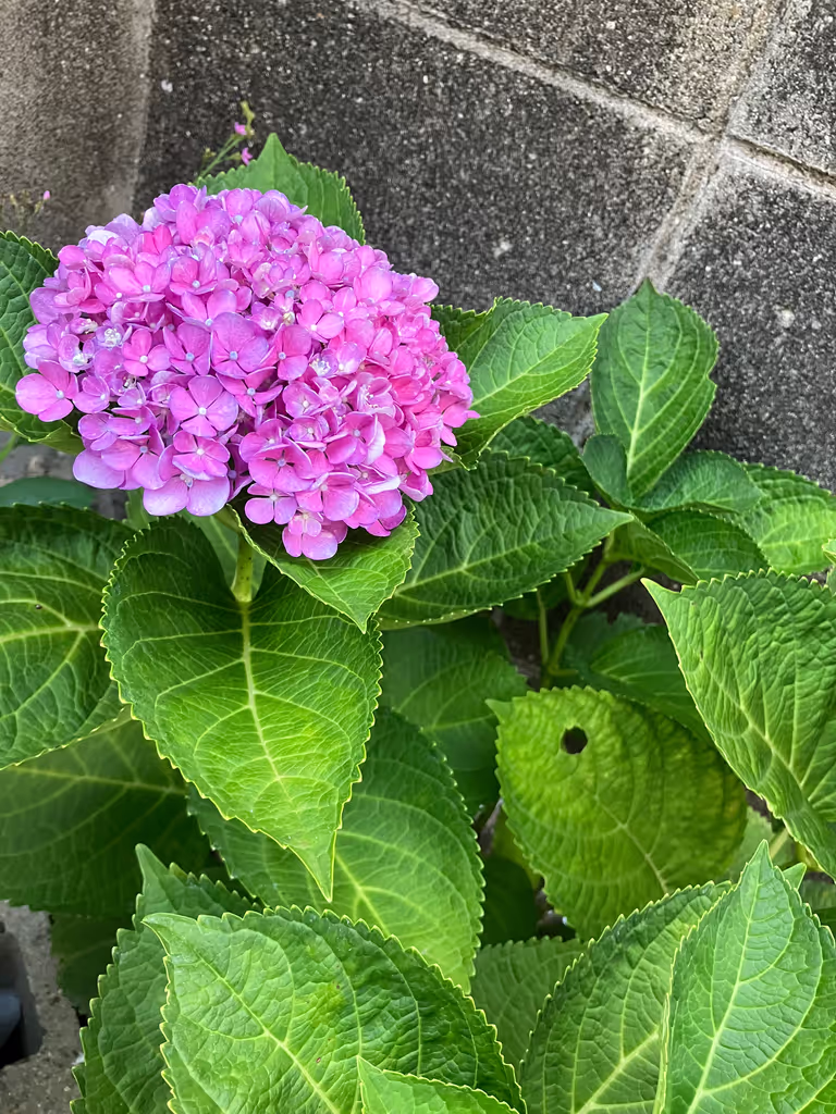 Wakayama Private Tour - Ajisai！(hydrangea) turn Japan’s June into a dreamy, colorful season