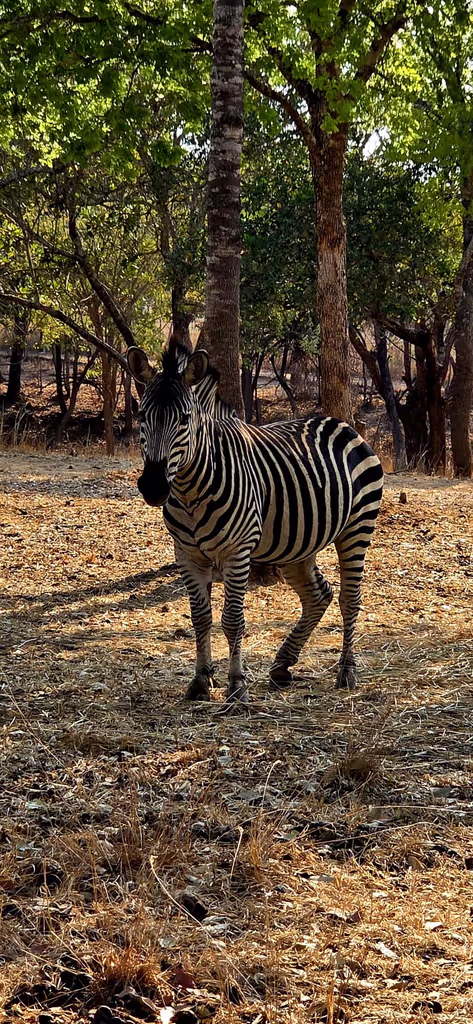 Lusaka Private Tour - Safari