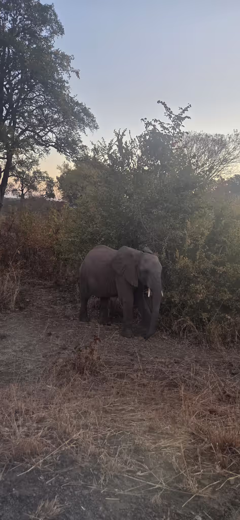 Lusaka Private Tour - Baby elephants enclosure