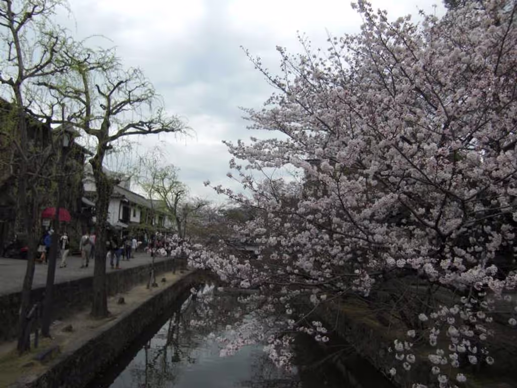 Fukuoka Private Tour - Kurashiki river with  brautiful cherry brossomes in full bloom