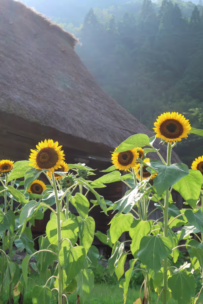 Takayama Private Tour - Gokayama Ainokura