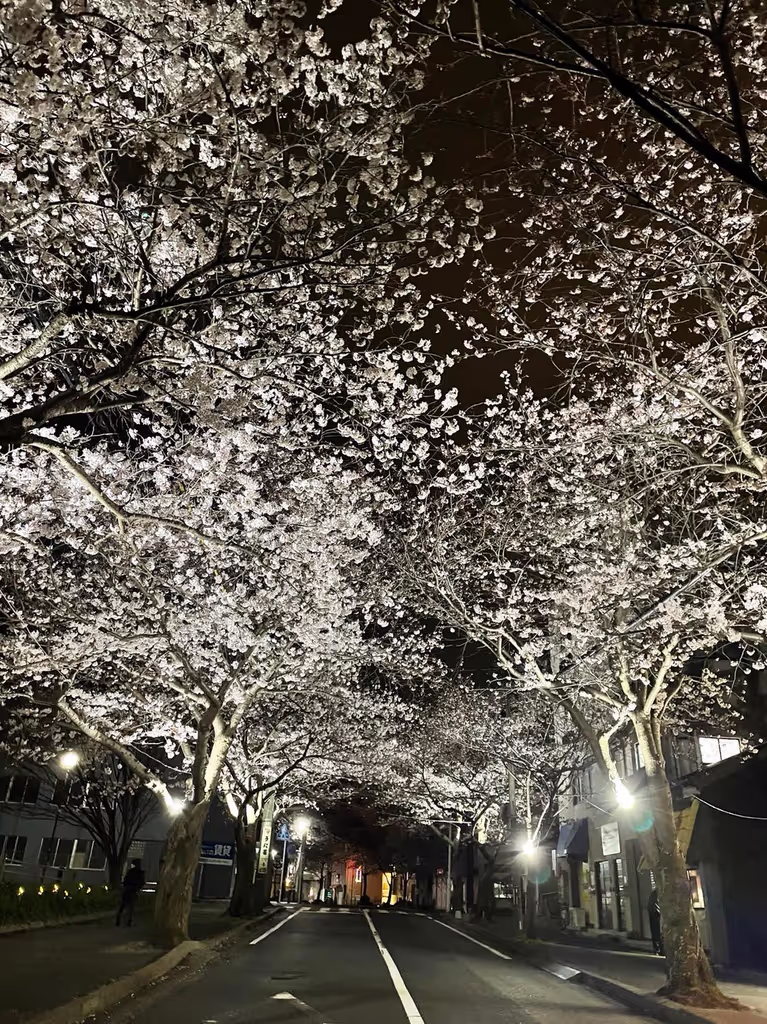 Yamaguchi Private Tour - Sakura Street