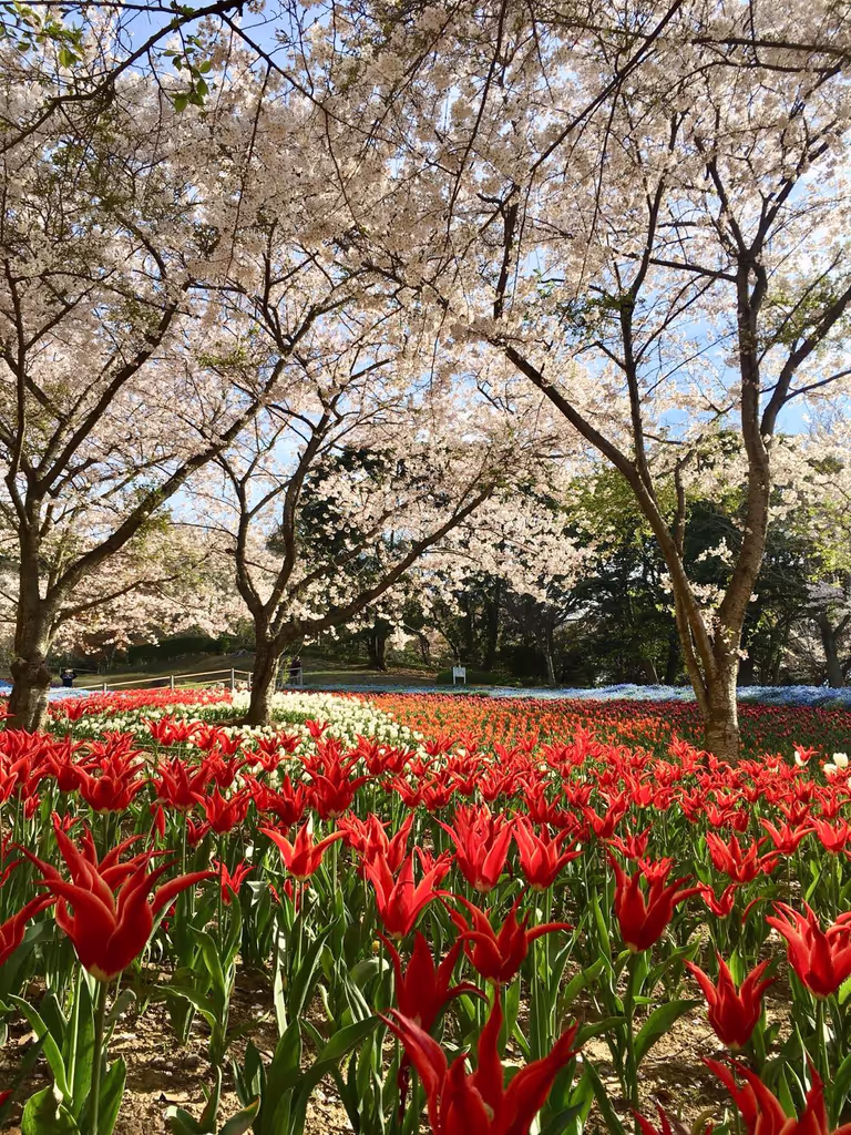 Yamaguchi Private Tour - Hinoyama Park 1