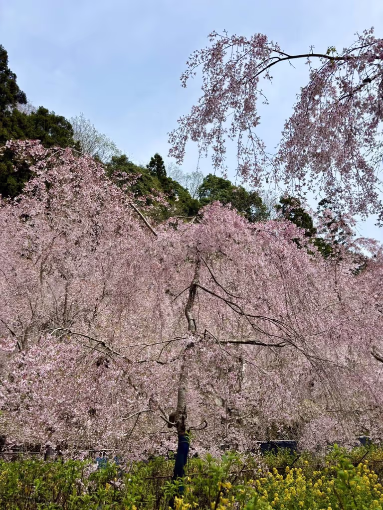 Tokushima Private Tour - Cherry blossoms