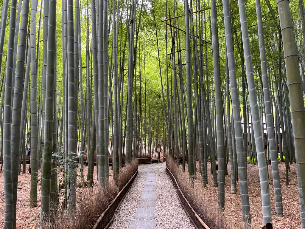 Yokohama Private Tour - Beautiful bamboo path