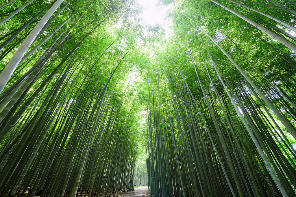 Tochigi Private Tour - WAKAMATSU FOUR SEASONS BAMBOO FOREST