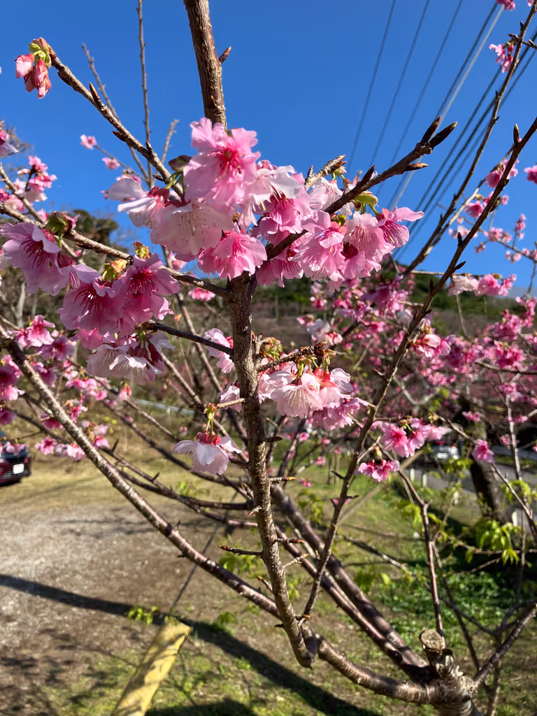 Okinawa Main Island Private Tour - 
