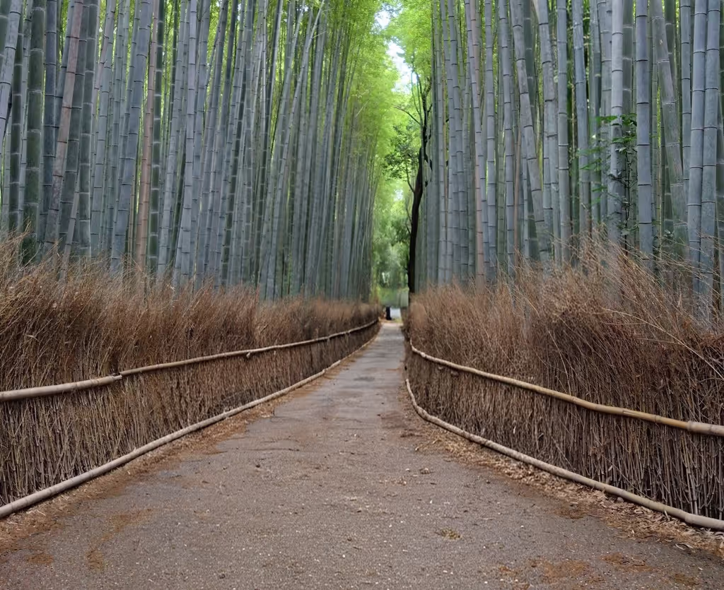 Hyogo Private Tour - Sagano Bamboo Forest