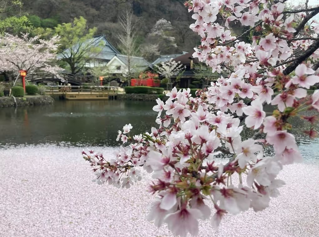 Tochigi Private Tour - Spring season in Edo Wonderland