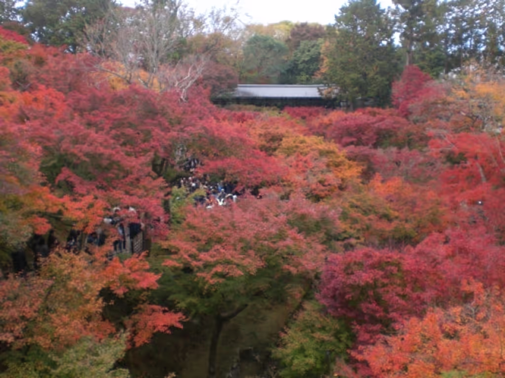 Kyoto Private Tour - Autumn foliage, Tofukuji Temple, Kyoto