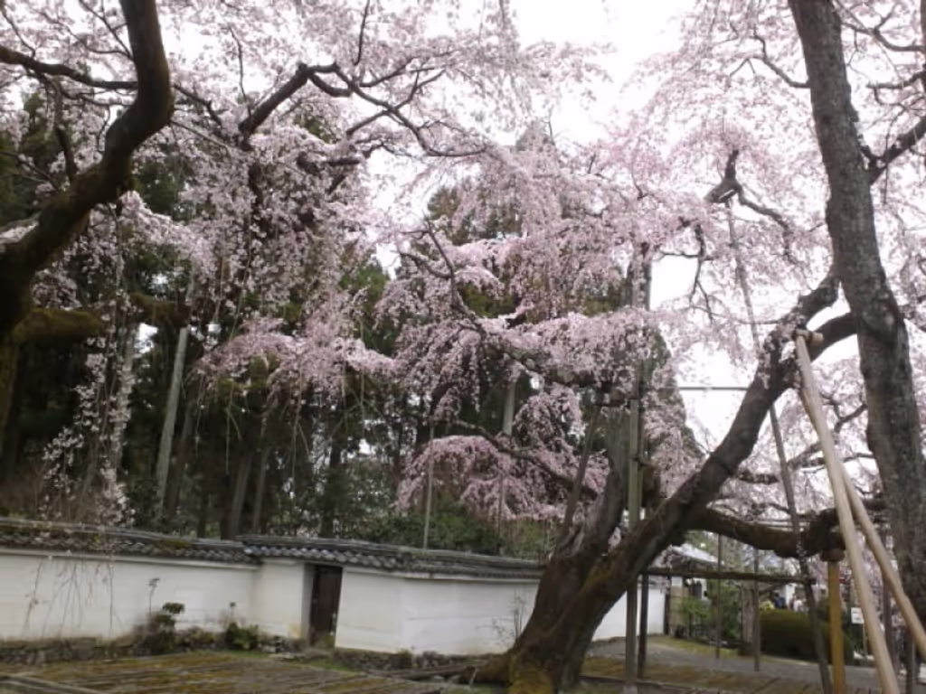 Kyoto Private Tour - Weeping cherry trees in bloom, Daigoji Temple, Kyoto