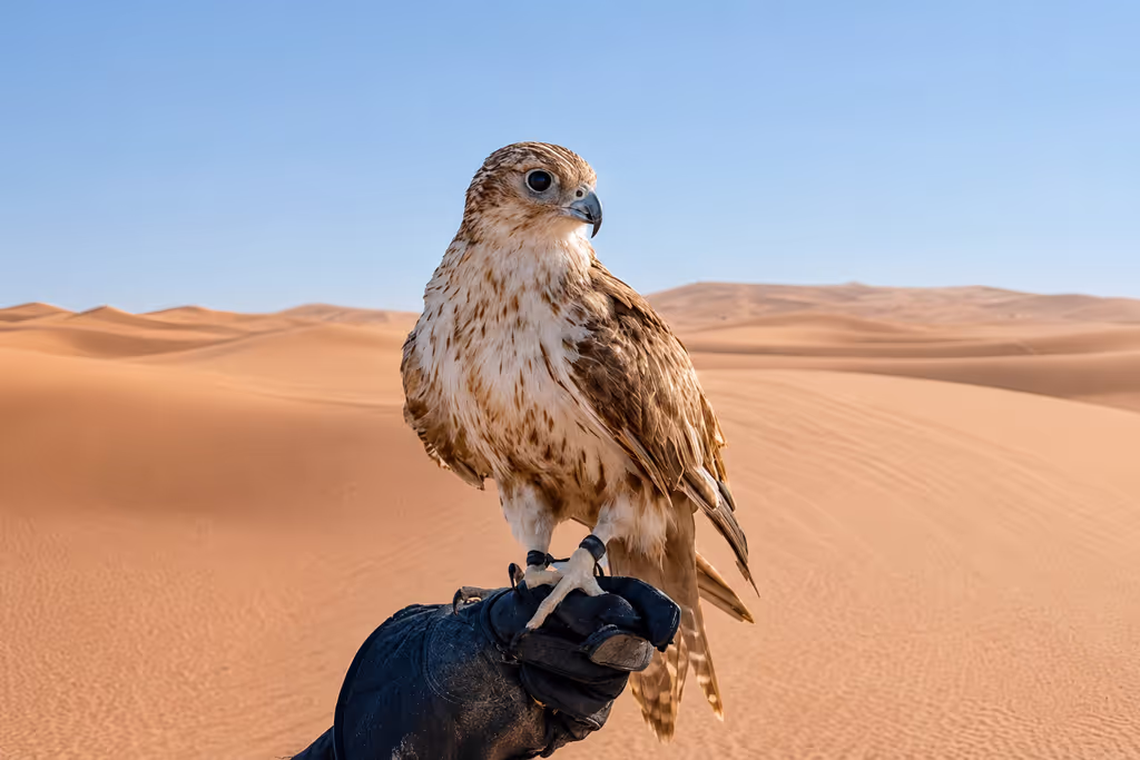 Doha Private Tour - Falcon Photo Experience during a private Doha desert safari.