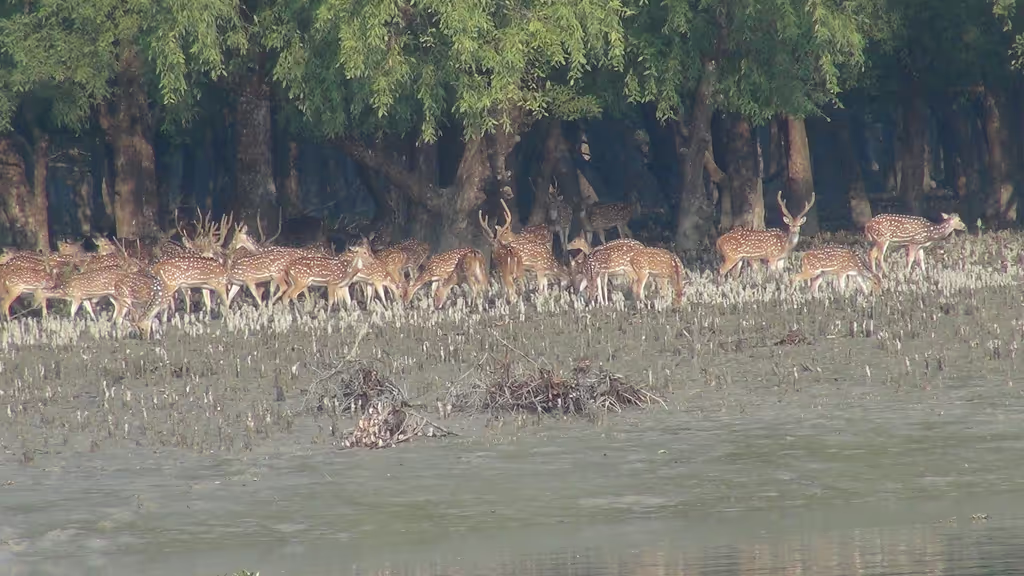 Dhaka Private Tour - Deers in Sundarban