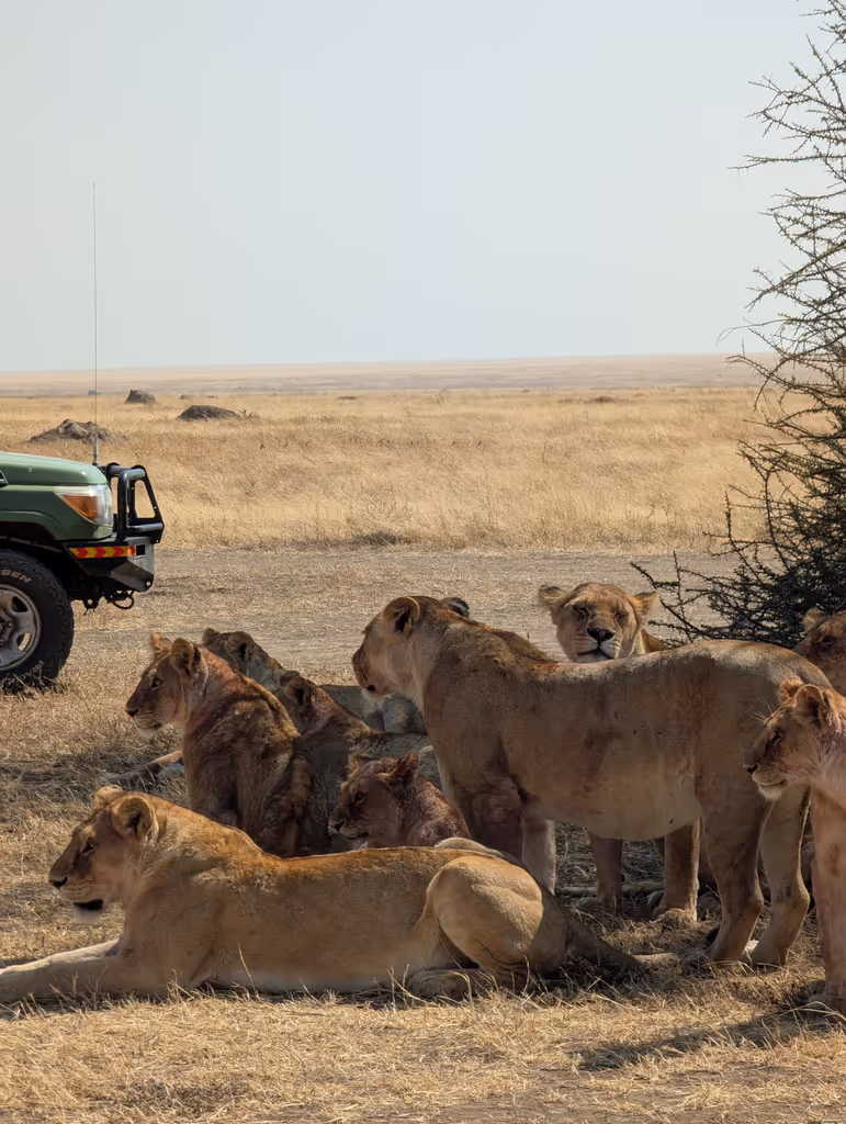 Arusha Private Tour - Savannah royalty 